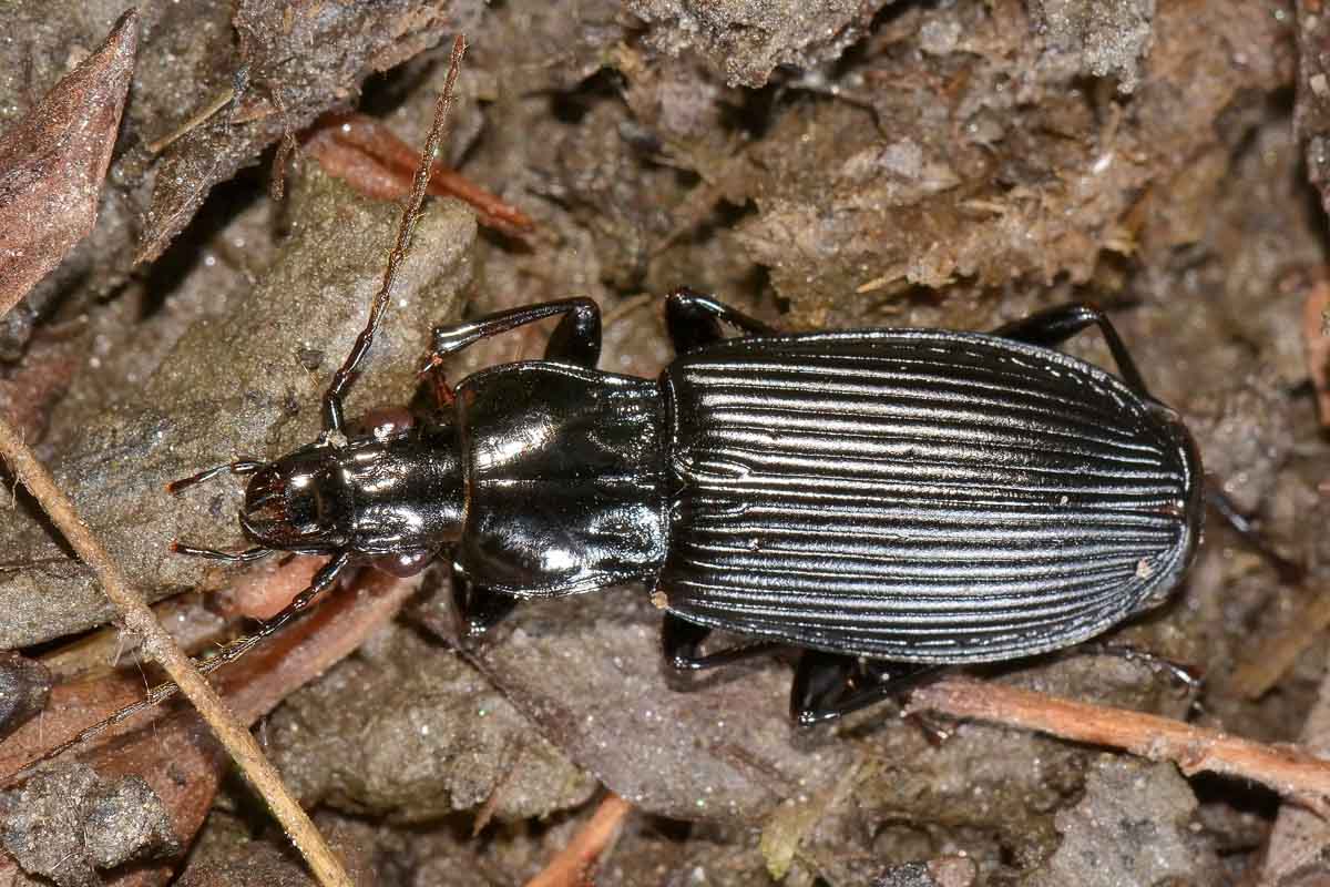 Pterostichus niger - Carabidae